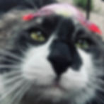 petal-head...not tinfoil hat