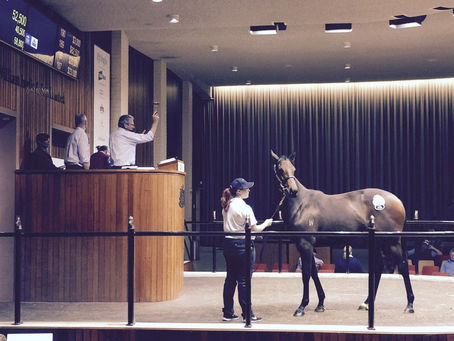 Swettenham sell VOBIS filly to EZ Racing