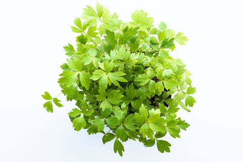 Lovage.jpg