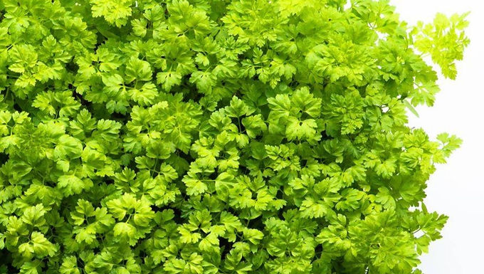 Chervil