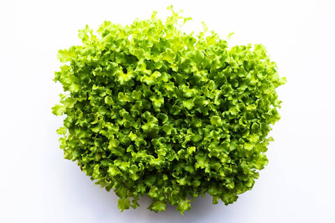 Lettuce, Tango.jpg