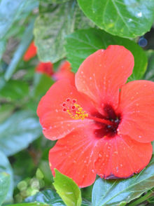 Hibiscus_edited.jpg