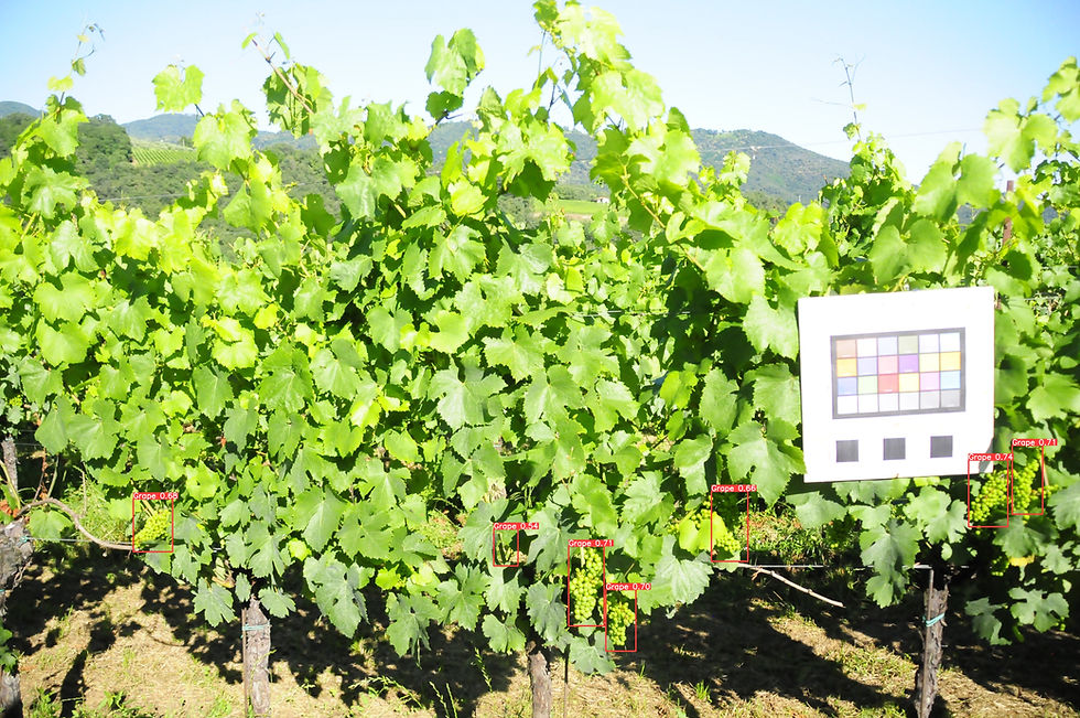 white-grape-detection