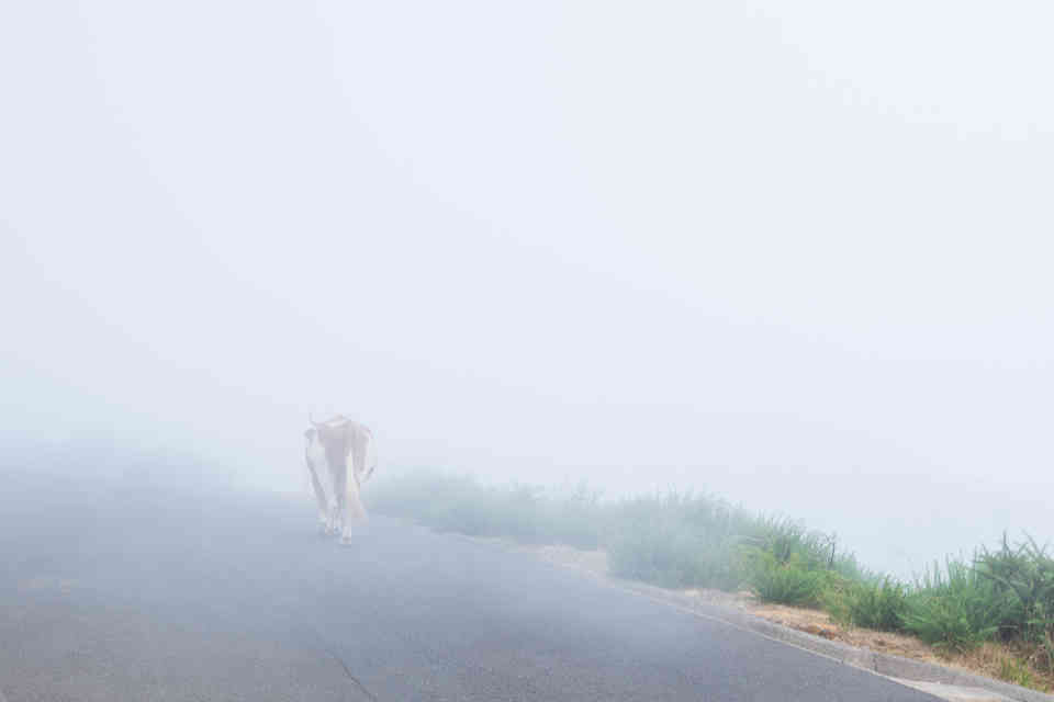 Misty Cow, Madeira