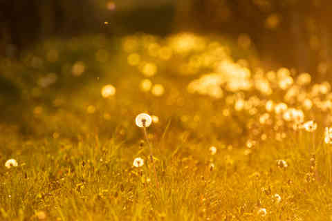 Dandelion, Czech Republic
