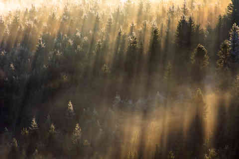Misty Forest at Jested, Czech Republic