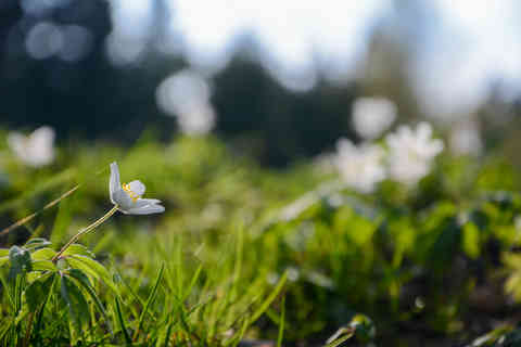 Spring Flora, Czech Republic
