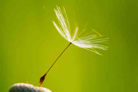 Dandelion Seed, Czech Republic