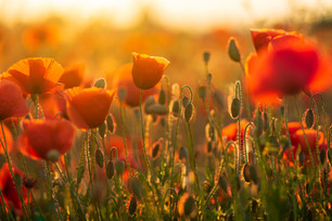 The Best of Nature