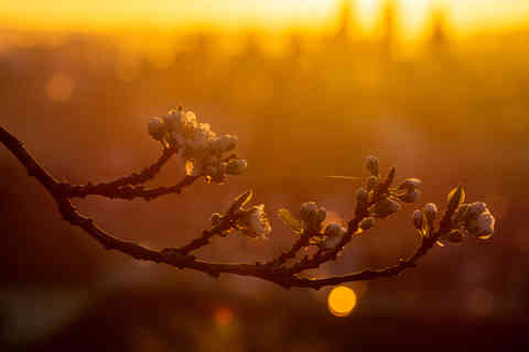 Cherry Tree, Czech Republic