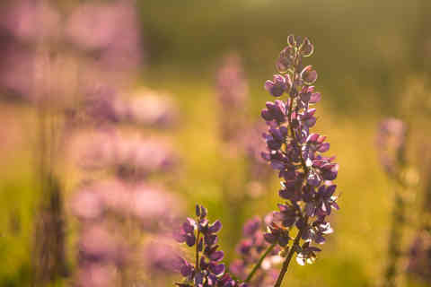 Lupin, Czech Republic