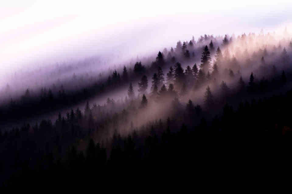 Misty Forest at Jested, Czech Republic