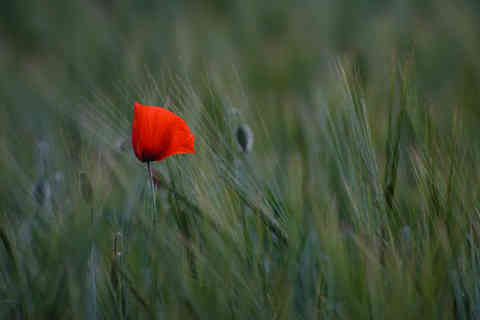 Poppy, Czech Republic