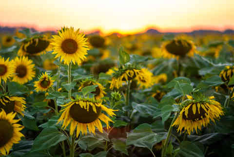 Sunflowers, Czech Republic