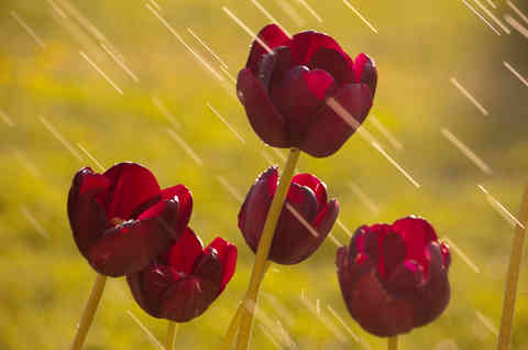 Tulips, Czech Republic