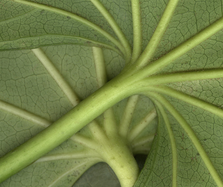 Extreme close-up of the underside of leaves, with veins radiating outwards like a gothic cathedral