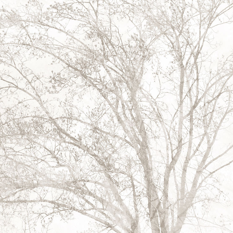 Multiple exposure photo of a tree in winter, like a delicate Chinese brush painting