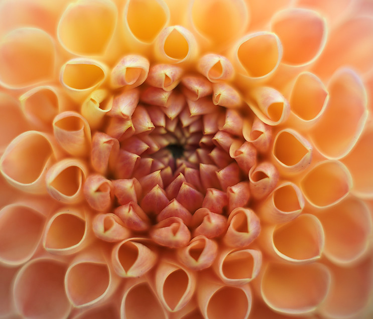 Close-up of the center of a delicate orange dahlia