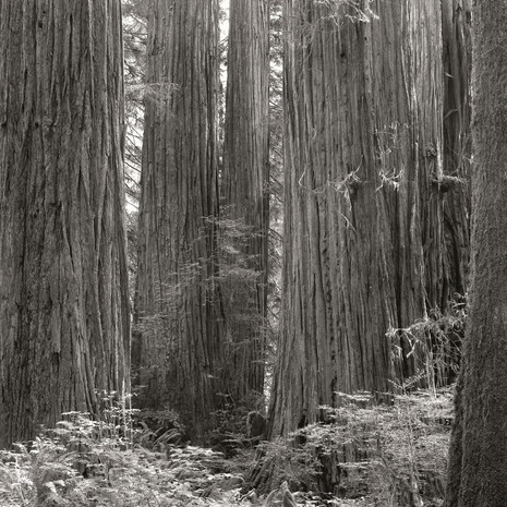 "Tree Portrait #7", 2004, by Ryan J. Bush