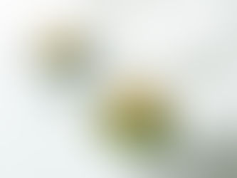 4月入荷分ご予約を承っております