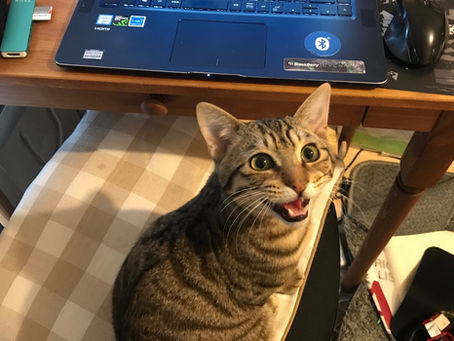 【バズった写真】ネコと過ごしたコロナ時代のテレワーク