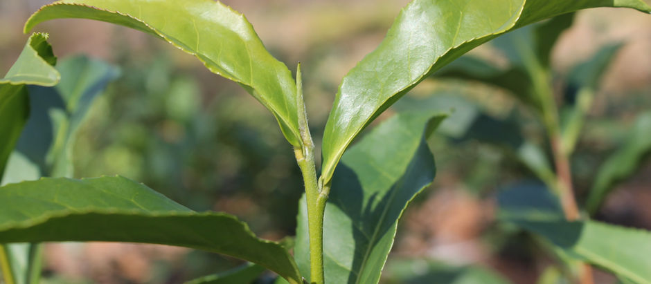 Tea Plants as they grow