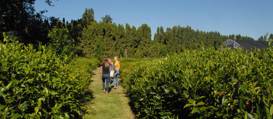 Portland/Eugene Oregon Tea Festival & US League of Tea Growers meeting