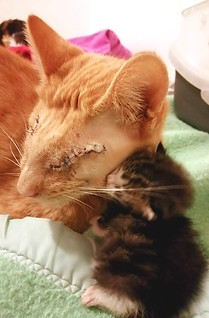 Jinxy recovering.jpg