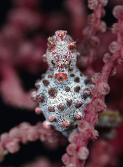 Pygmy seahorses Raja Ampat