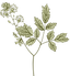 植物学