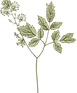 Botany