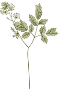 Botany