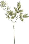 Botany