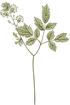 Botany