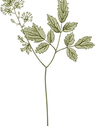 branch with leaves