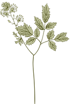 植物学