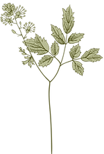Botany