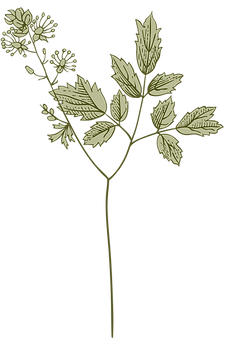 Botany
