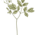 Botany