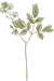 Botany