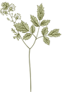 Botanique