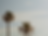 CW 2025 Palm Background.png