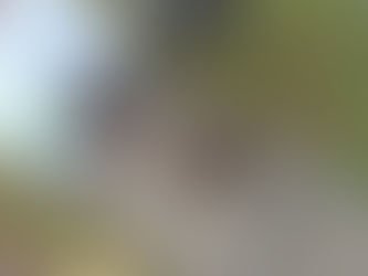 2022年9月12日(月)小さい秋見つけた (つぼみ組)