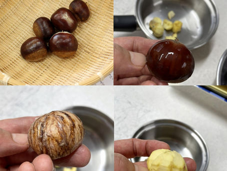 2022年9月29日(木)あの大きな栗の木の下で