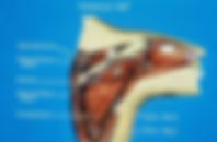 ree