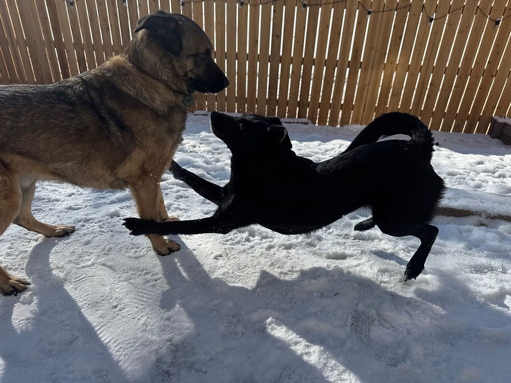 Playful dogs in snow, PoshPups Colorado pet care in denver