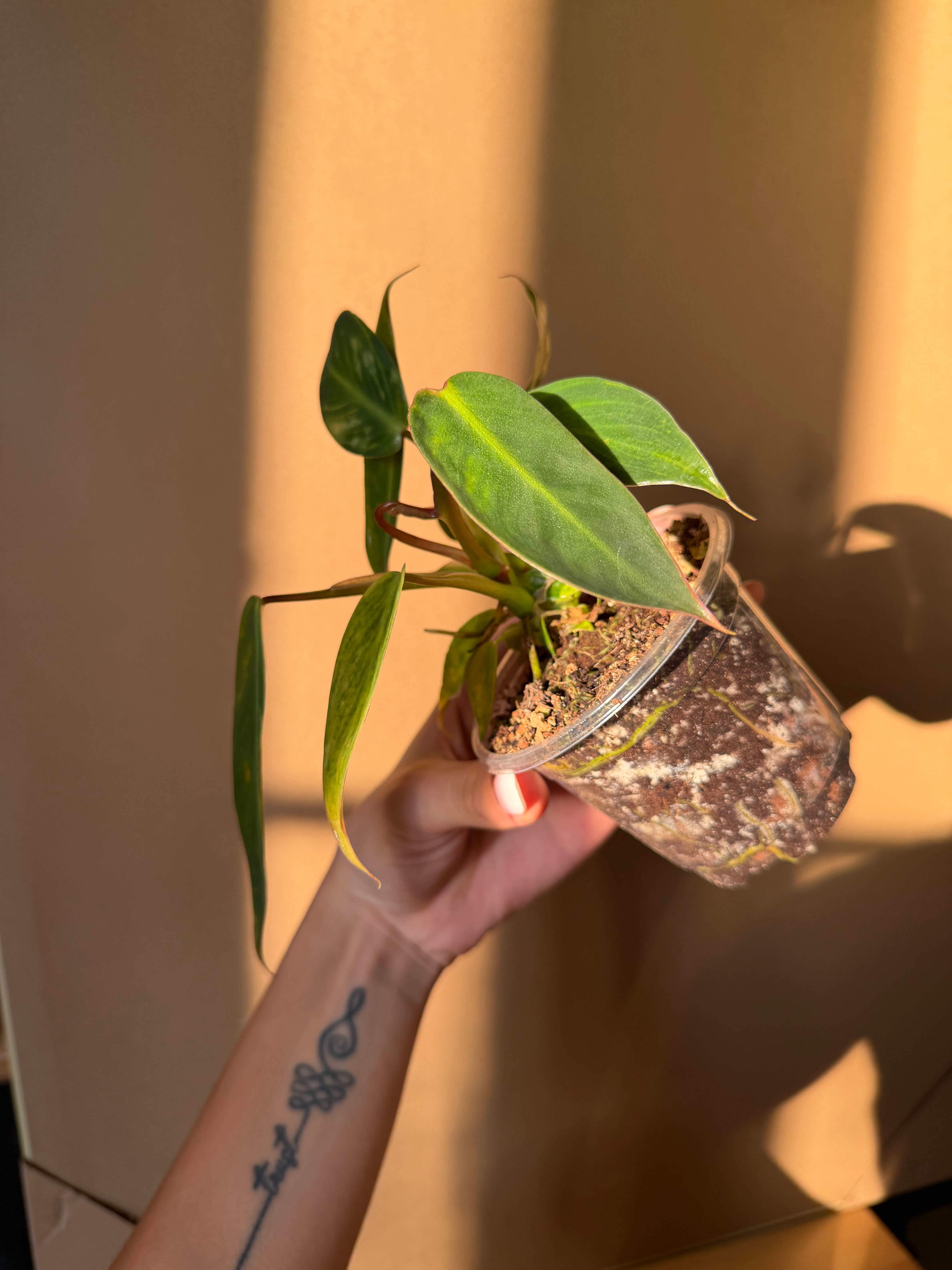 Philodendron spiritus sancti