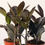 Miniature : Zamioculcas zamiifolia zz oscuro black 