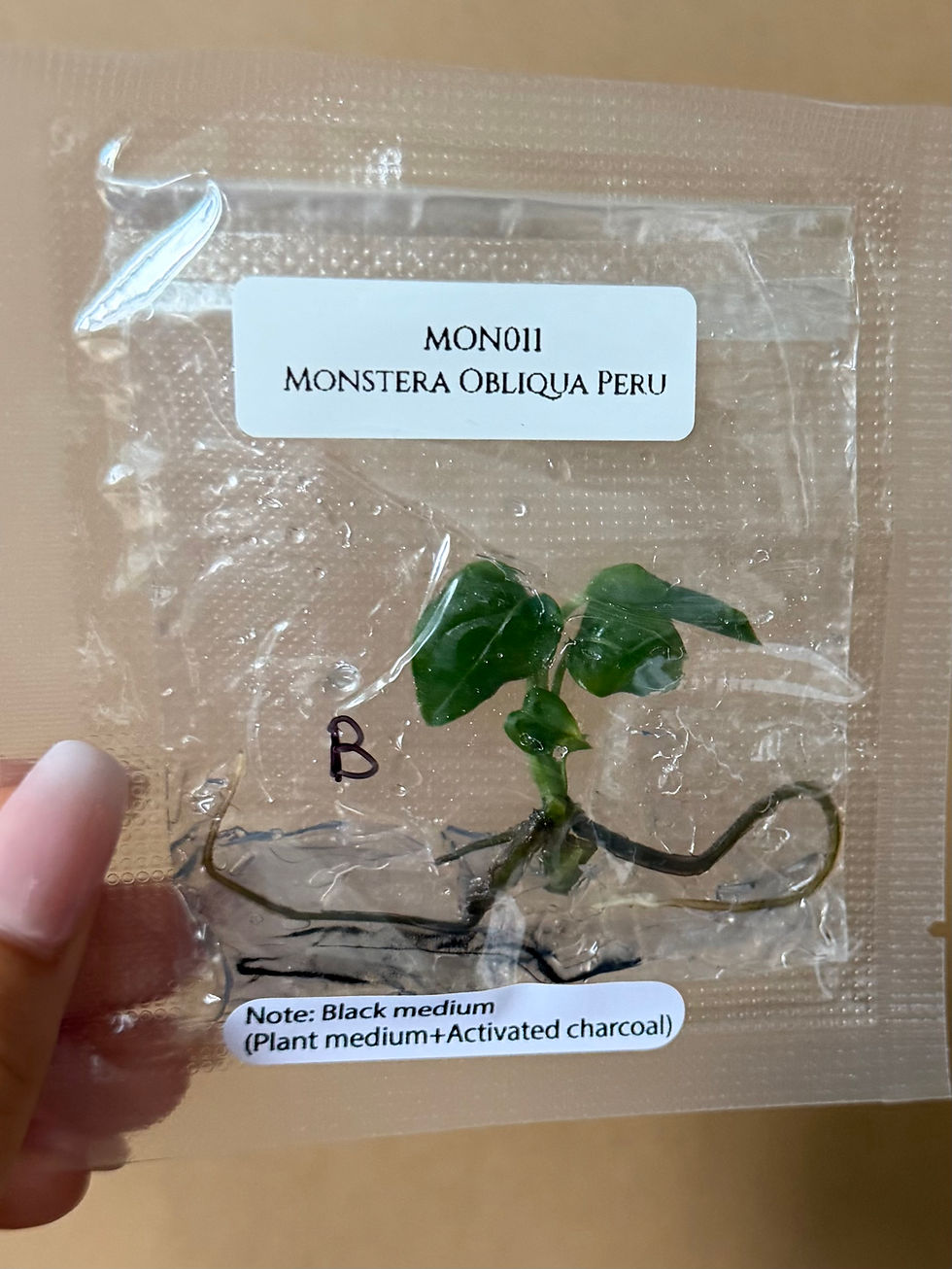 Miniature : Monstera obliqua peru