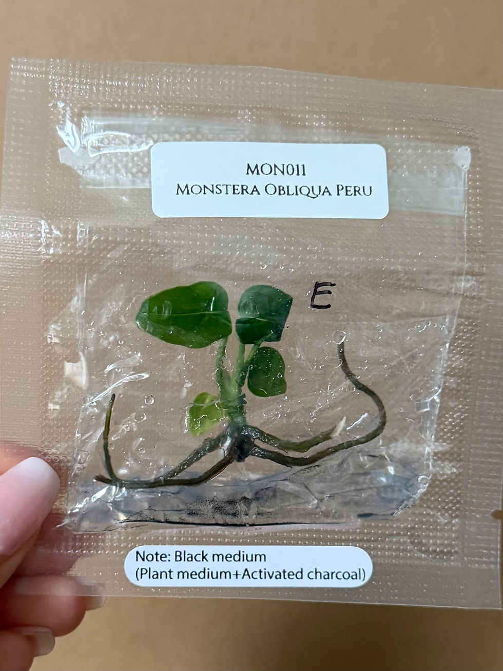 Miniature : Monstera obliqua peru